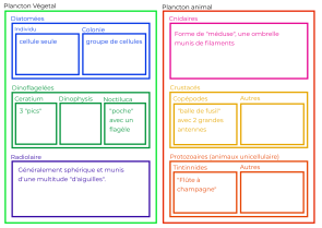 image categorie_plancton