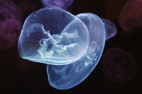 image 174086028_2d3728a09e.jpg (50.1kB)