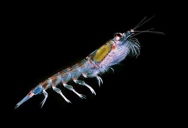 image Antarctic_krill_Euphausia_superba.jpg (29.5kB)