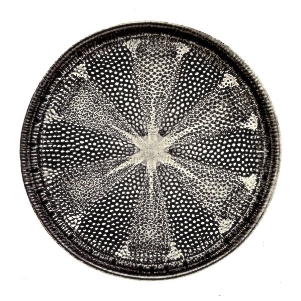 image Diatom_Helipelta_metil.jpg (0.2MB)