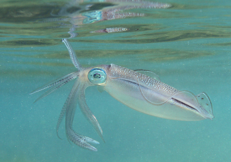 image Sepioteuthis_lessoniana_Runion.jpeg (0.4MB)