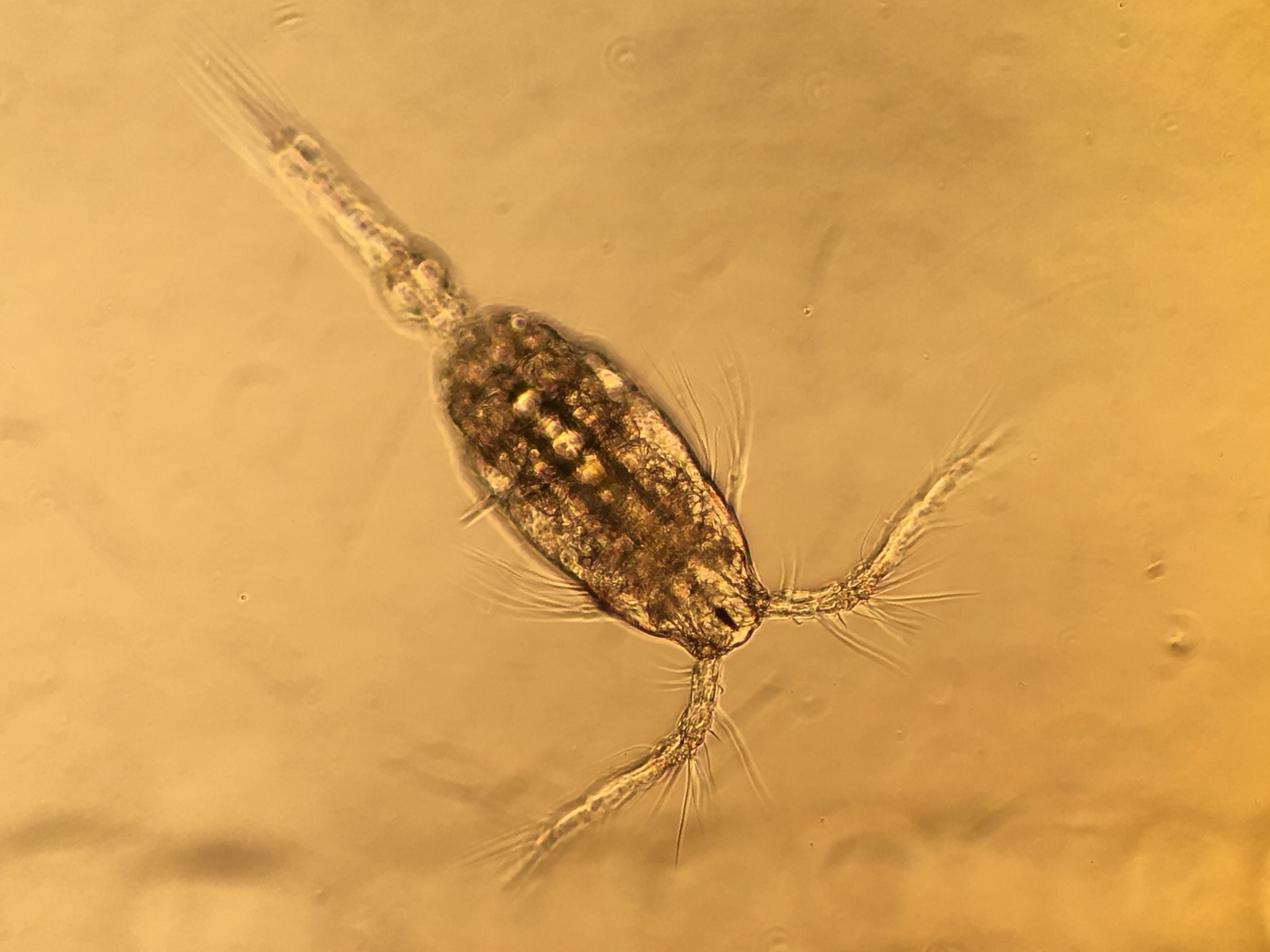 image original.jpeg (0.5MB)