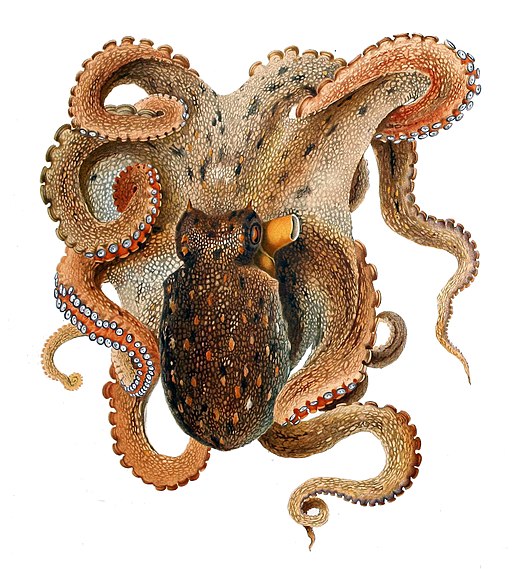 image 512pxOctopus_vulgaris_Merculiano.jpg (94.7kB)