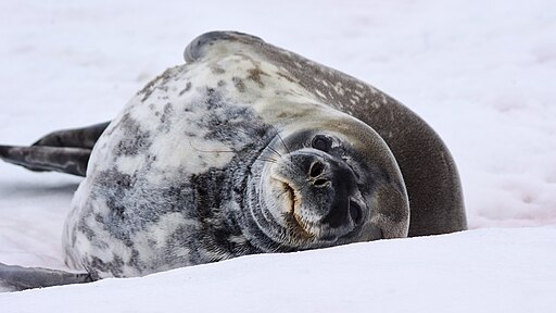 image 512pxWedell_Seal_18776777494.jpg (39.7kB)