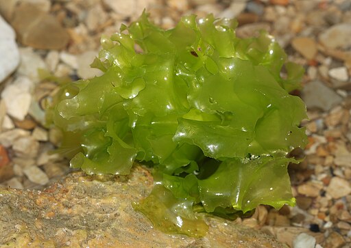 image 512pxMeersalatUlvalactuca.jpg (45.7kB)